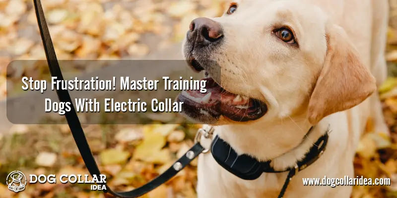 Master Training Dogs With Electric Collar