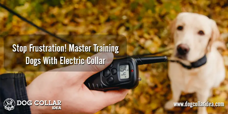Training Dogs With Electric Collar